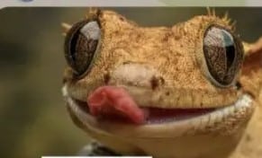 kode alam tokek