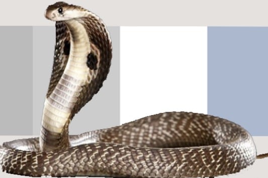 kode alam ular