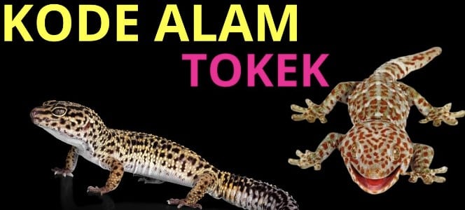 kode alam tokek