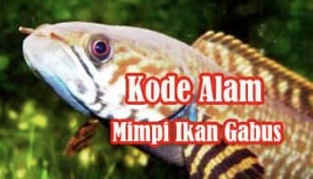 erek erek ikan gabus