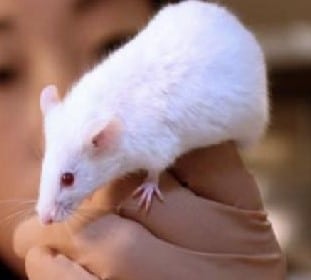 erek erek tikus putih