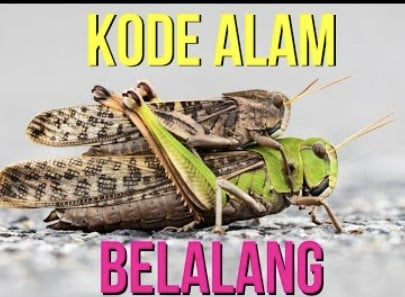 kode alam belalang