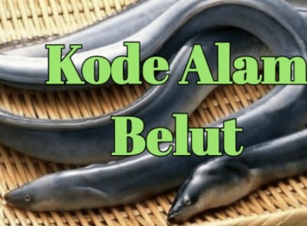 kode alam belut