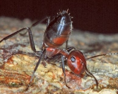 arti mimpi semut merah