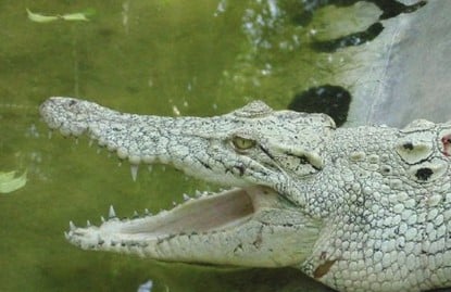 arti mimpi buaya putih
