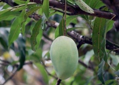 arti mimpi kejatuhan buah