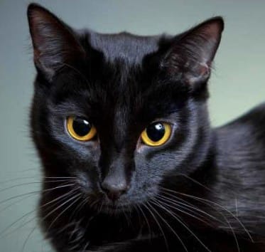arti mimpi kucing hitam
