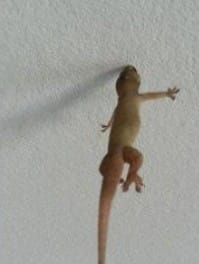 arti mimpi kejatuhan cicak