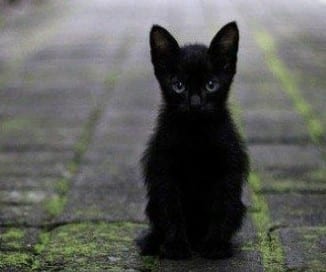 arti mimpi kucing hitam