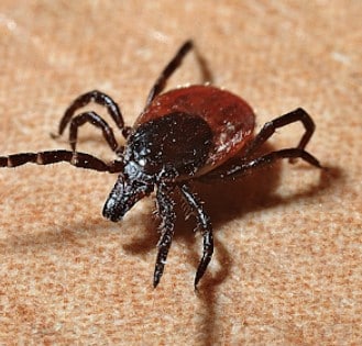 kode alam mimpi kutu rambut