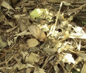 kode alam daun kering