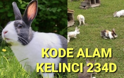 kode alam kelinci