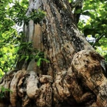 kode alam kayu jati