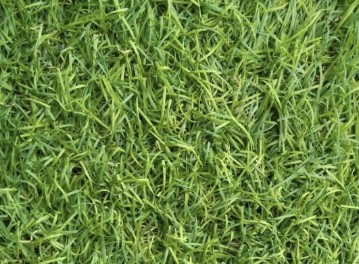 kode alam rumput hijau