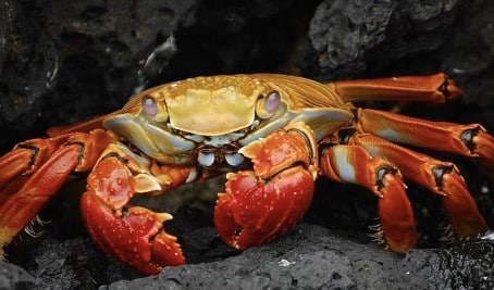 kode alam kepiting
