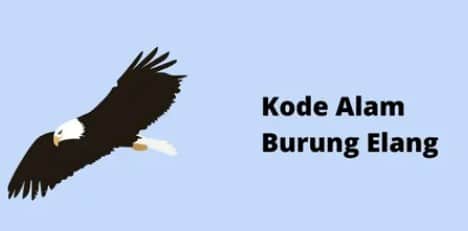 kode alam burung elang