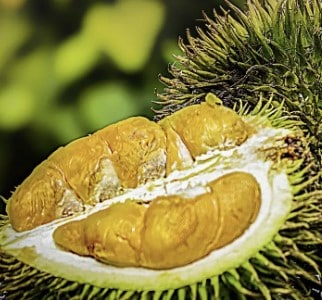 kode alam duren jatuh